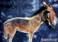 出没神农架的驴头狼身怪物：驴头狼真实图片(消失的猛兽)