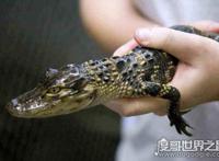 如何饲养一头宠物鳄鱼，专业的饲养方法和注意事项