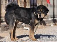 超珍贵猛犬蒙古獒，购买时甚至需要测生辰八字