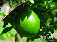 铁西瓜居然会爆炸，是世界上最危险的果实