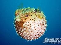 盘点世界上最毒的动物，见过其中一种你就很不幸了