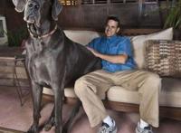 世界上最高大的狗，大丹犬/马士提夫犬(随和的巨犬)