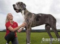 巨型犬品种大全，世界上最大的狗是一只大丹犬