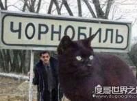世界上最大的猫能有多大，726斤巨猫Angie现身乌克兰