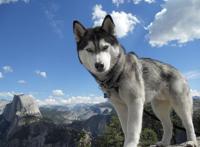 世界上十大狗排名，哈士奇排名第一吉娃娃上榜(小巧可爱）