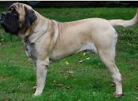 世界上名字最长的狗狗品种，哈士奇的全名竟多达11个字