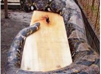 世界上真正的第一巨蛇，桂花巨蟒身长14.8米/重900斤