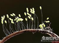 世界上最高贵神秘的花，这十种花珍贵漂亮又稀有