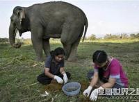 十大世界上最贵的咖啡排名，象屎咖啡最贵(550美元/磅)