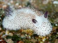 海蛞蝓就是海兔，萌萌哒外表却带有致命毒素