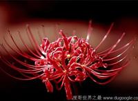 地狱之花彼岸花图片，犹如鲜红的血液(花叶永不相见)