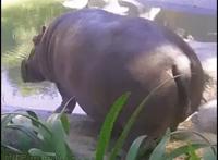 河马拉屎