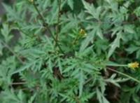 这种草居然可以治疗高血压
