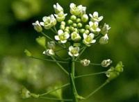如何吃荠菜花降低血压