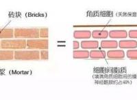 皮肤脱皮干燥怎么办？你知道吗？