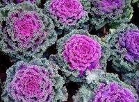 羽衣甘蓝对健康有什么好处?