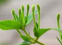 秋季怎样养肝护肝？这5种中药帮你去肝火、养肝脏