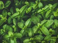 夏天薄荷叶泡水需要注意什么