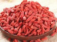 枸杞子泡茶能补肾吗