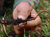 冬虫夏草能治阳痿吗?