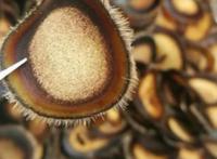 壮阳药膳,值得拥有的补肾壮阳“利器"