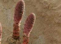 锁阳能补肾壮阳吗?锁阳的三种食用方法