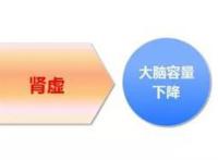 补肾食物真的能补肾吗？