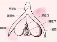 女生下面怎么找豆豆在哪 你真的了解女生的小豆豆吗?