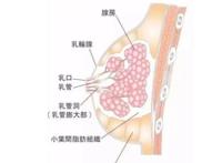 为什么女性胸部不能乱揉?关于胸部的这些知识你知多少