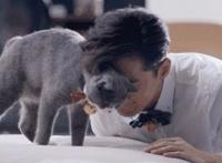 毕业论文写吸猫是怎么回事:关于吸猫你知道多少 毕业论文写吸猫是怎么回事:关于吸猫你知道多少