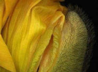 女人十大名器图片:女人最美名器外阴祥文花型图演绎 女人十大名器图片:女人最美名器外阴祥文花型图演绎