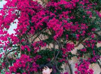 解决女方父母不同意问题的终极大招，拿走（周三 3.23）