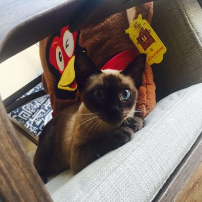 我们出了个卡通IP，叫《方脑壳安妮》