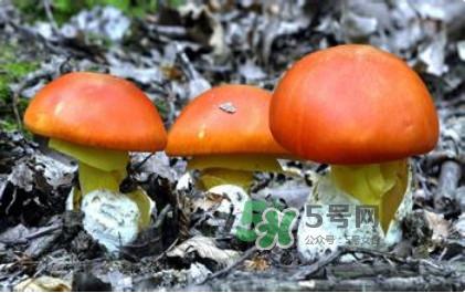 鹅膏菌有毒吗 鹅膏菌能吃吗