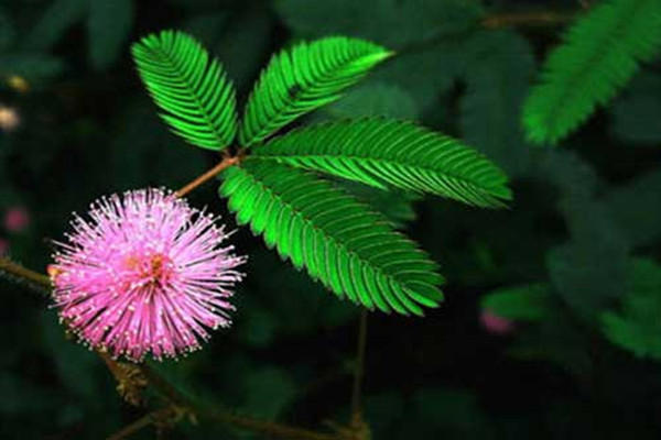 含羞草怎么养 养含羞草的方法