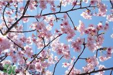 清明节可以说节日快乐吗?清明节能说节日快乐吗?