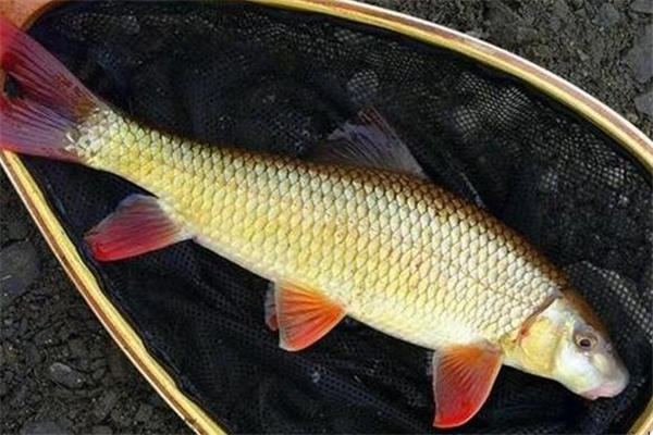 鲮鱼的做法 营养美味食材