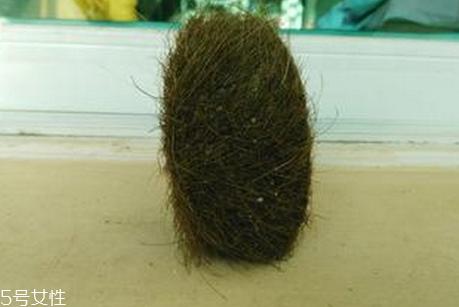 猪砂多少钱一克 2018猪砂多少钱一克