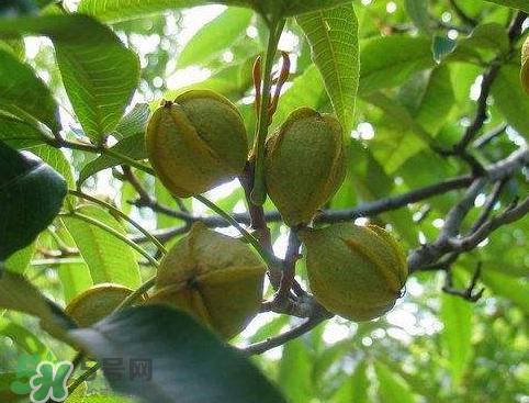 山核桃多少钱一斤市场价 野生核桃多少钱一斤