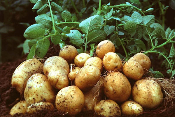 生土豆汁的神奇功效与作用 每天喝一杯