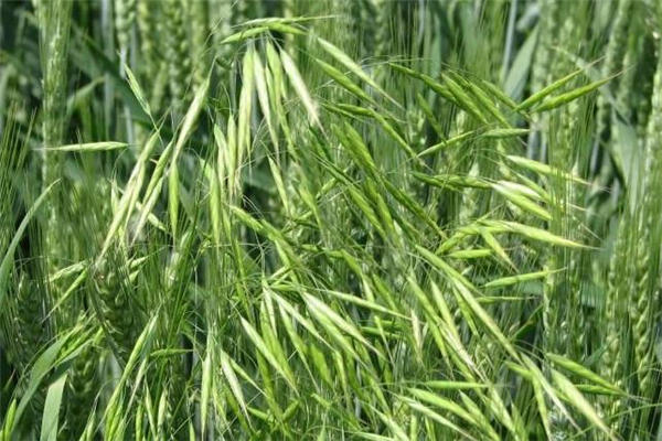 野燕麦真的能壮阳吗 野燕麦有用吗