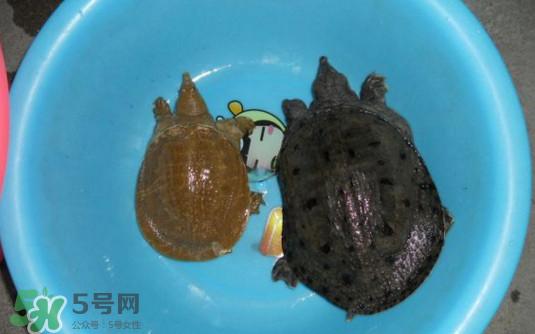 如何区分野生甲鱼？野生甲鱼辨识图片