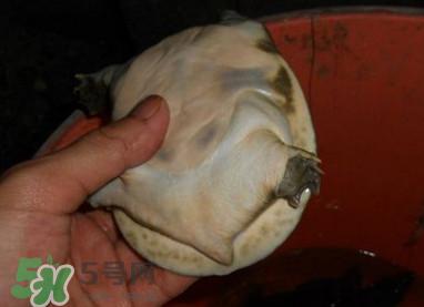 如何区分野生甲鱼？野生甲鱼辨识图片