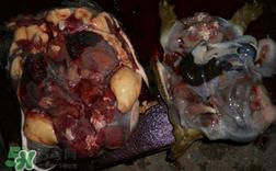 如何区分野生甲鱼？野生甲鱼辨识图片