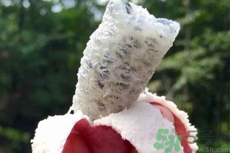 野香蕉是什么？野香蕉能吃吗？