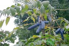 野香蕉是什么？野香蕉能吃吗？