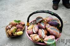 野香蕉是什么？野香蕉能吃吗？