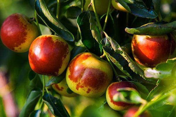 冬枣有什么营养 冬枣有哪些品种