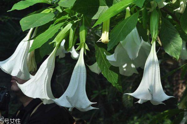 曼陀罗是一种什么花呢 曼陀罗有什么作用呢