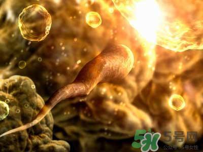 女性排卵全过程图解 排卵有什么症状或感觉